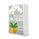 Spokojná orchidea v hodnotě 318 Kč